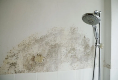 Cost-Effective Plastic Shower Panels That Last